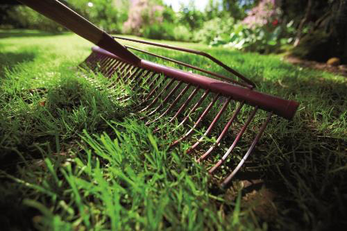 Consumer turf weeds